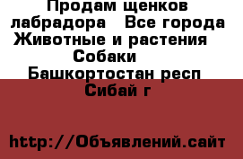 Продам щенков лабрадора - Все города Животные и растения » Собаки   . Башкортостан респ.,Сибай г.